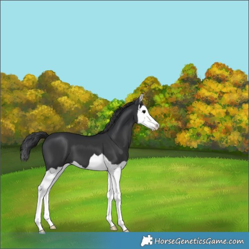 Horse Color:Black Splash 