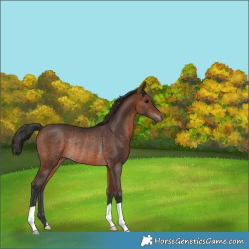 Horse Color:Brown Rabicano 