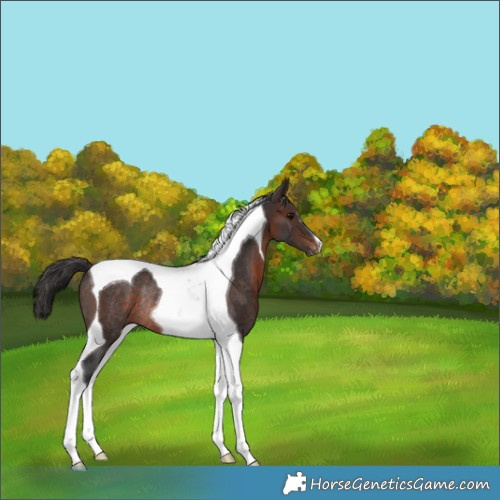 Horse Color:Brown Tobiano Varnish Rabicano 