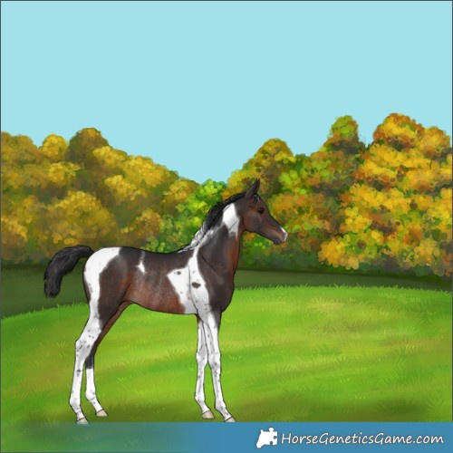 Horse Color:Brown Tobiano Rabicano 