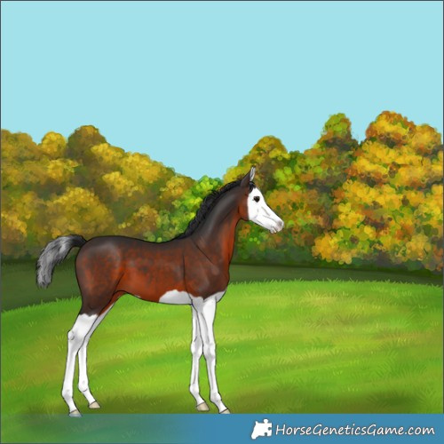 Horse Color:Brown Splash 