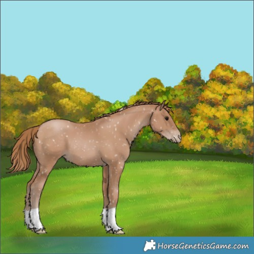 Horse Color:Black Pearl Appaloosa 