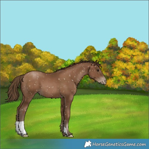 Horse Color:Gray Black Pearl Appaloosa