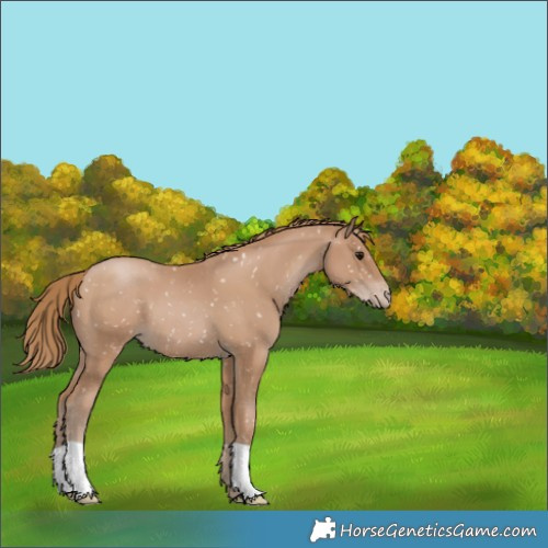 Horse Color:Black Pearl Appaloosa