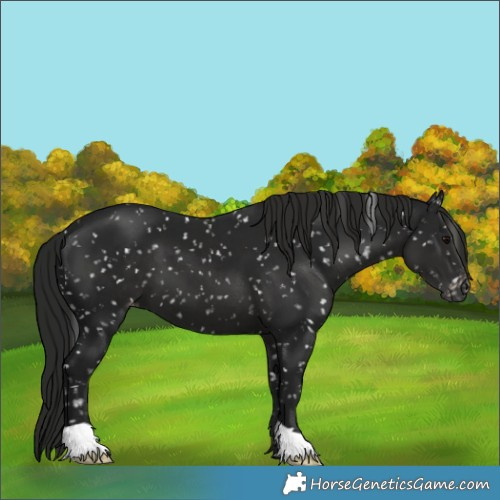 Horse Color:Gray Black Appaloosa