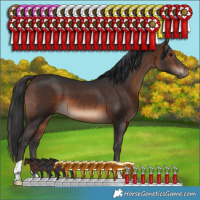 Horse Color:Brown 