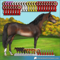 Horse Color:Brown 