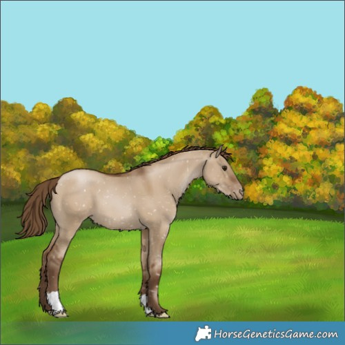 Horse Color:Gray Grullo Pearl Appaloosa