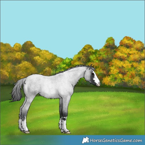 Horse Color:Brown Roan