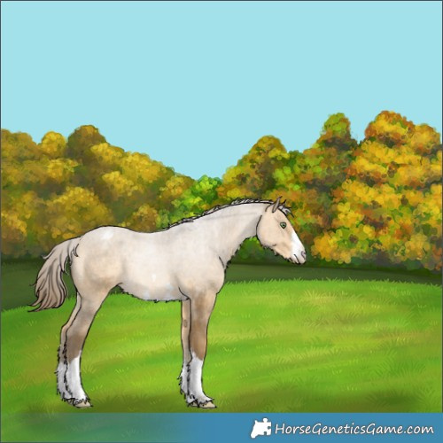 Horse Color:Sable Cream Champagne Appaloosa 