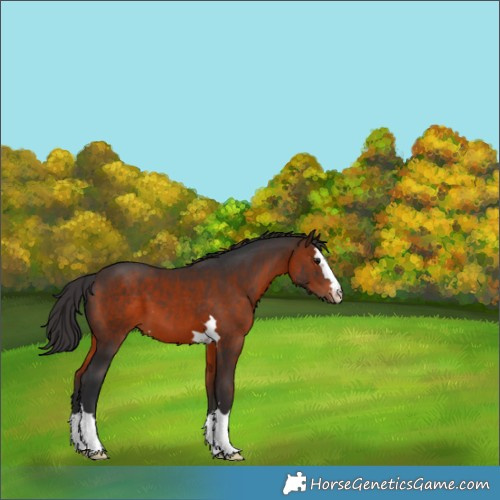 Horse Color:Brown Appaloosa