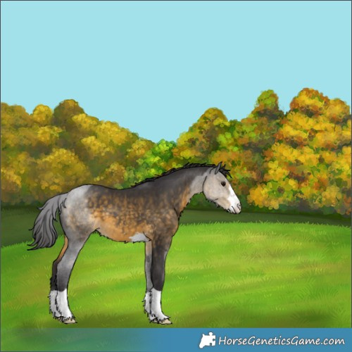 Horse Color:Buckskin 