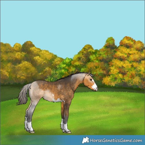 Horse Color:Buckskin 
