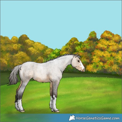Horse Color:Buckskin Roan