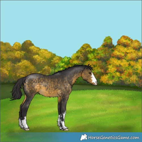 Horse Color:Buckskin