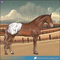 Horse Color:Chestnut Appaloosa 