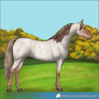 Horse Color:Red Dun Roan 