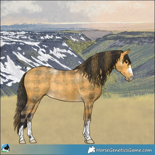 Horse Color:Plaid Buckskin