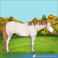 Horse Color:Red Dun Roan Splash Frame Rabicano 