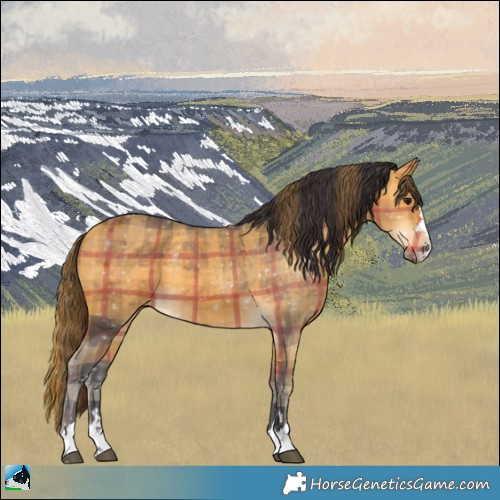 Horse Color:Plaid  Buckskin 