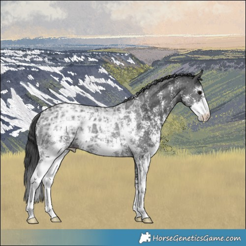 Horse Color:Black Ice Sabino 