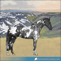 Horse Color:White Spotted Black Ice 
