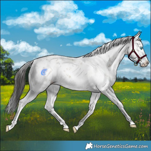 Horse Color:White Spotted Brown Dun Sabino Splash Rabicano 