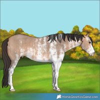 Horse Color:White Spotted Bay Dun 