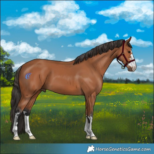 Horse Color:Bay 