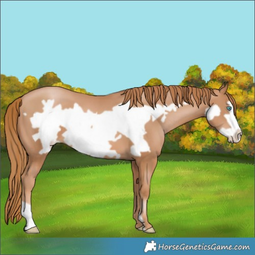 Horse Color:Chestnut Pearl Frame 