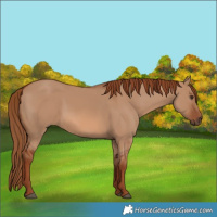 Horse Color:Red Dun