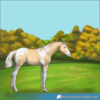 Horse Color:Silver Amber Cream Champagne Dun Splash Tobiano Varnish Rabicano