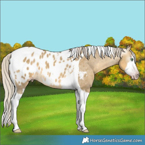 Horse Color:Gray Silver Sable Cream Champagne Dun Splash Tobiano Appaloosa