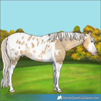 Horse Color:Gray Silver Sable Cream Champagne Dun Splash Tobiano Appaloosa 