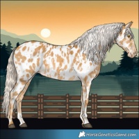 Horse Color:Palomino Near Leopard and Palomino Near Leopard