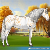 Horse Color:Palomino Near Leopard  and White Spotted Palomino Near Leopard 