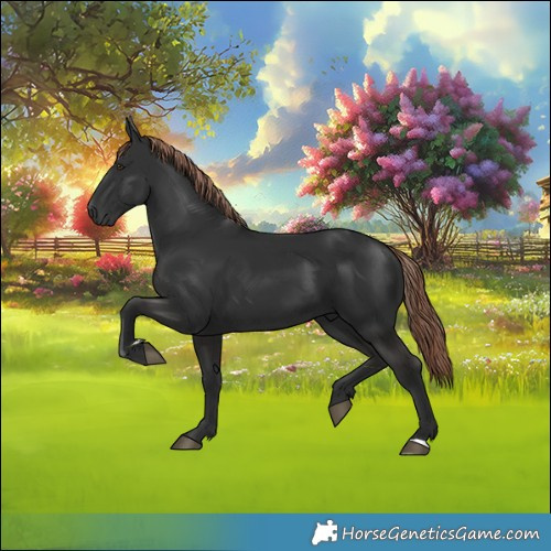 Horse Color:Liver Chestnut 