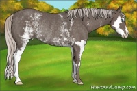 Horse Color:White Spotted Silver Black Splash Frame Rabicano