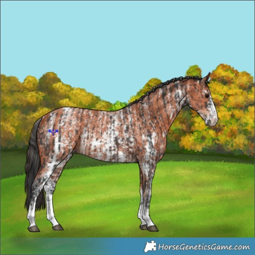 Horse Color:Brown Sabino Rabicano  and Bay Sabino Rabicano 