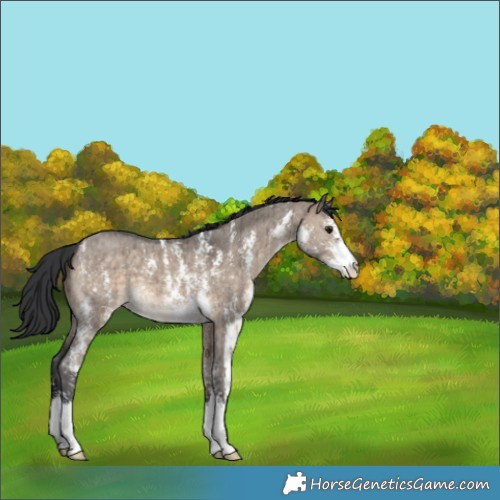 Horse Color:Brown Dun Sabino Brindle