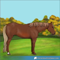 Horse Color:Chestnut 