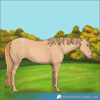 Horse Color:Gold Champagne Rabicano 
