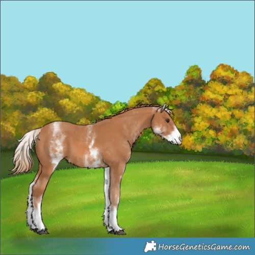 Horse Color:White Spotted Chestnut 