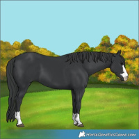 Horse Color:Black 