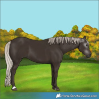 Horse Color:Gray Silver Black 
