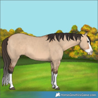 Horse Color:Bay Dun Splash 
