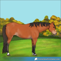 Horse Color:Bay Rabicano 