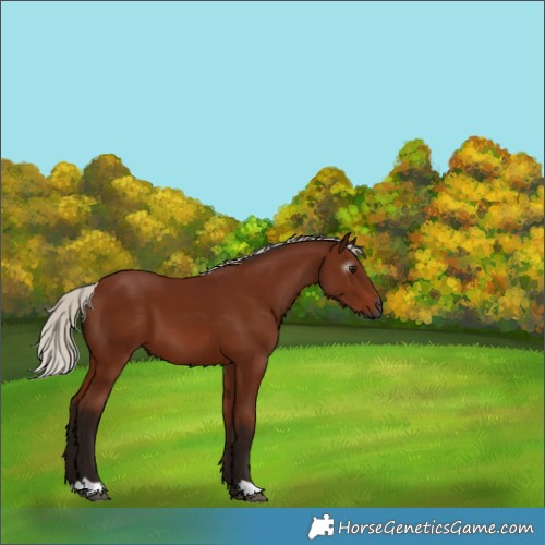 Horse Color:Gray Silver Bay 