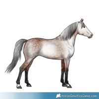 Horse Color:Unknown 