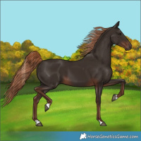 Horse Color:Liver Chestnut 